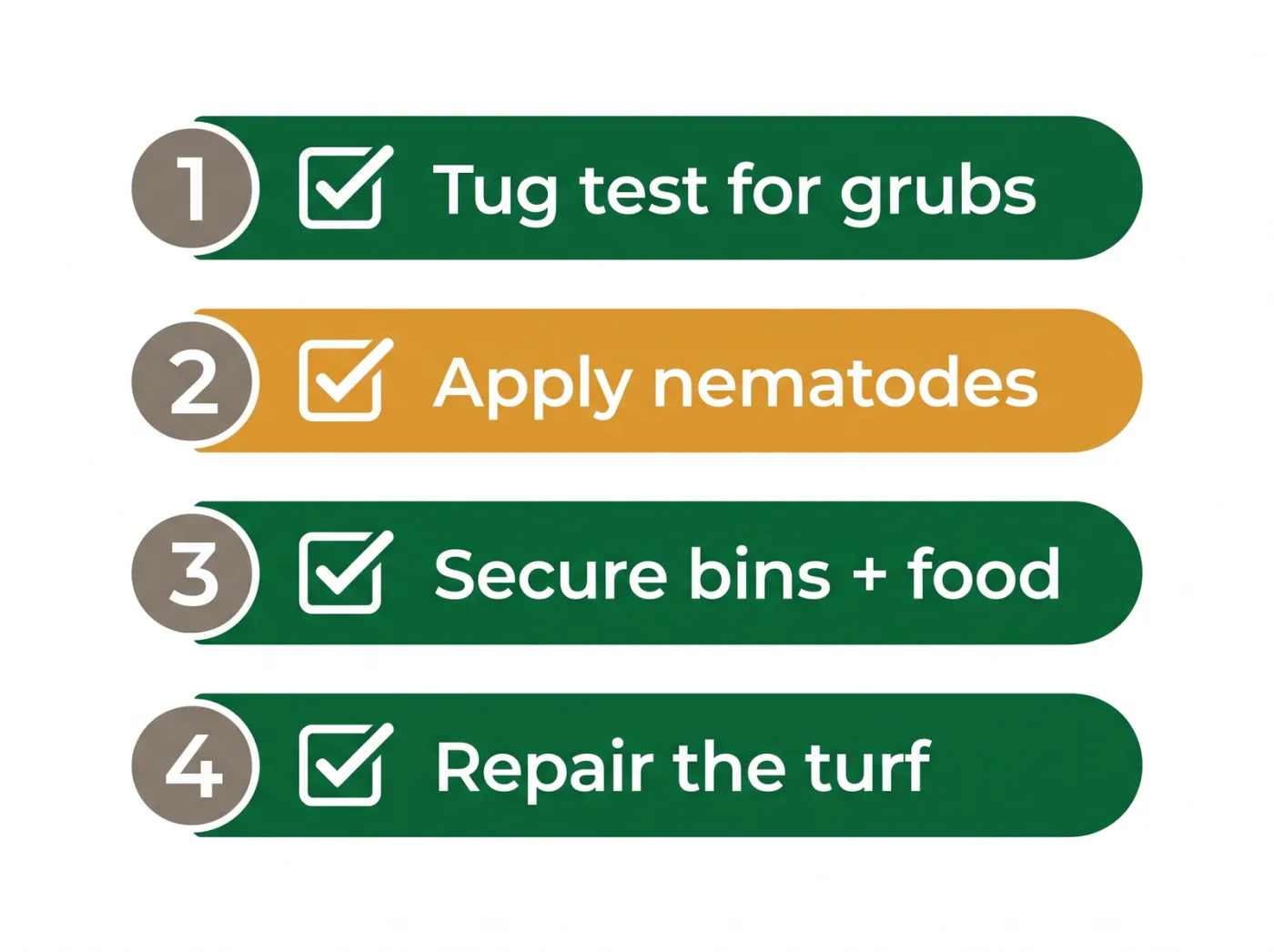 Checklist graphic of steps to stop animals digging a Toronto lawn: confirm grubs with the tug test, apply nematodes, secure bins, repair the turf