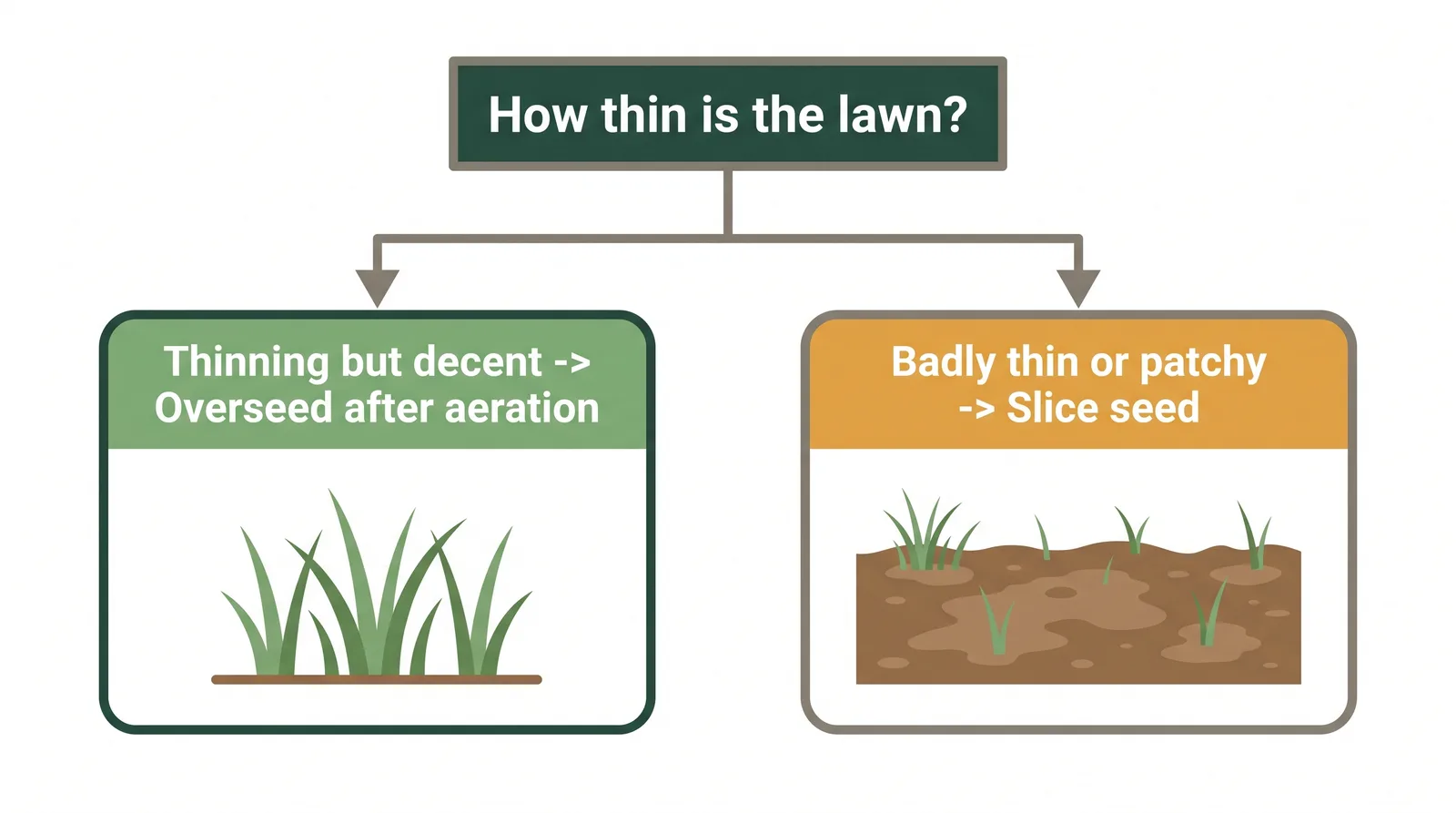 Decision diagram: overseed a lawn that is thinning but decent, slice seed a lawn that is badly thin worn or patchy