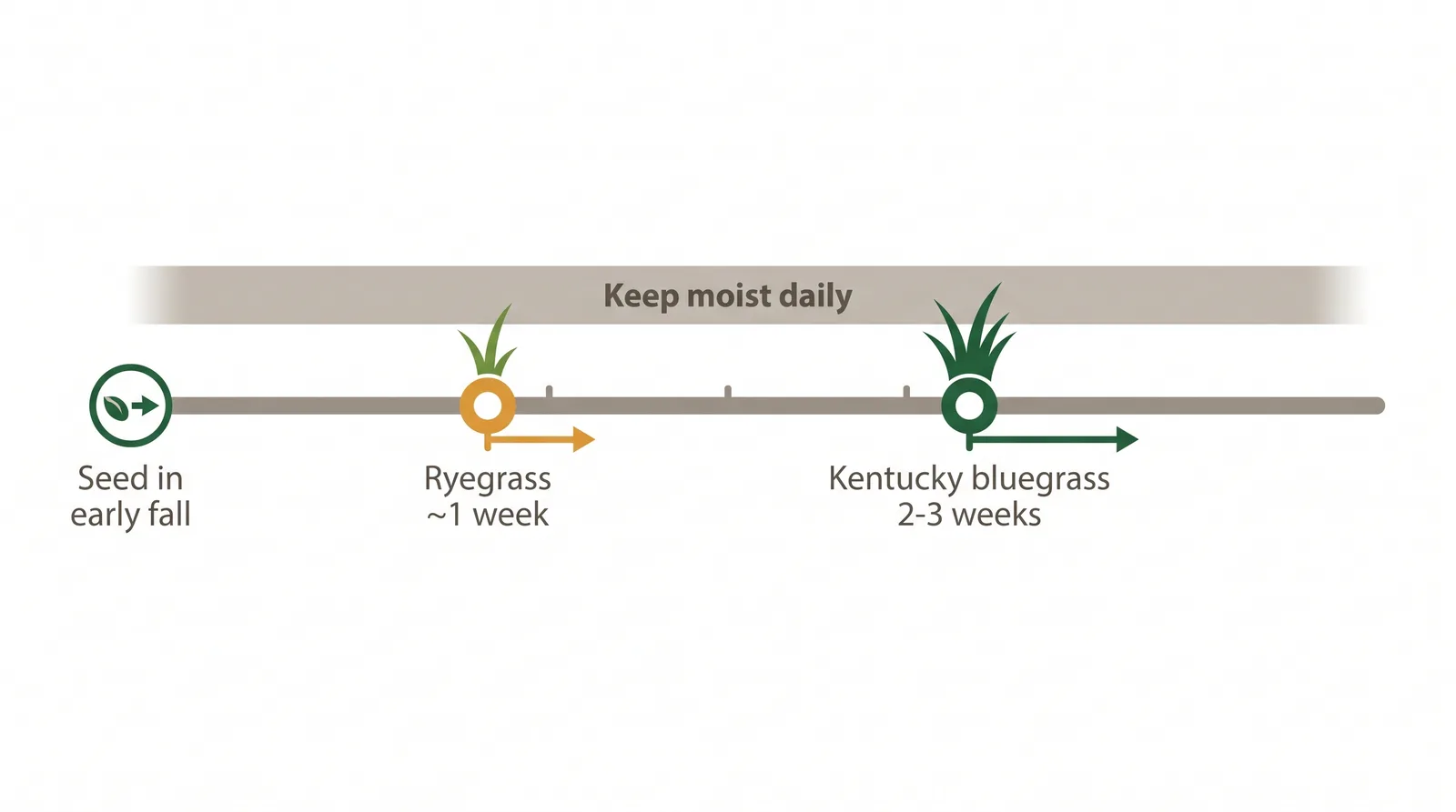 Timeline diagram of seeding aftercare: early fall best window, keep moist daily, ryegrass germinates in about a week, Kentucky bluegrass in 2 to 3 weeks