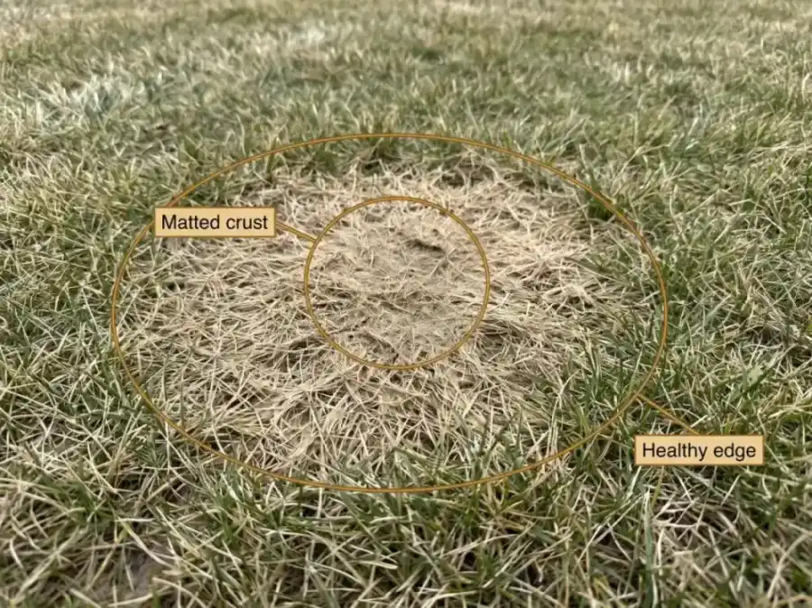 Annotated photo of a matted straw-colored snow mold patch on an early spring lawn with a callout pointing to the felted crushed grass and the healthy green edge