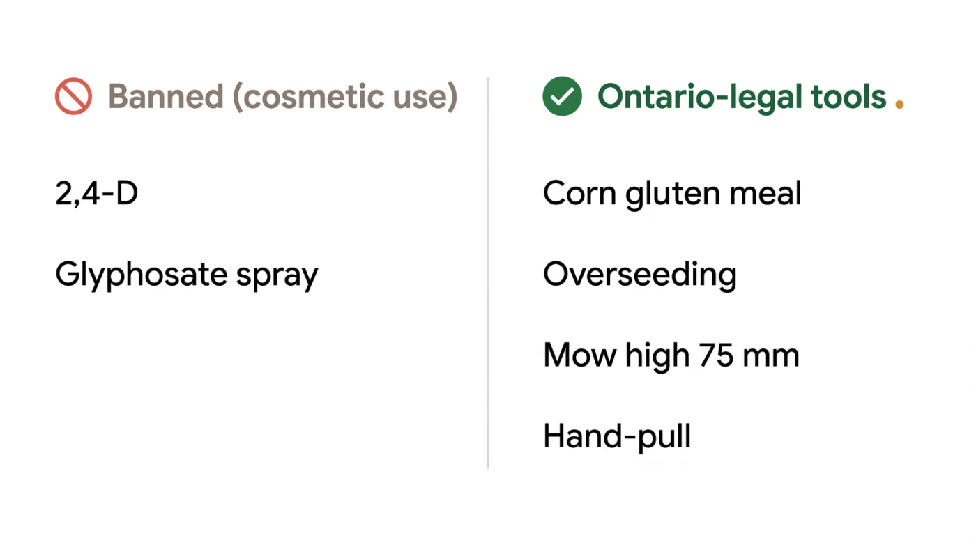Comparison graphic of banned synthetic lawn pesticides in Ontario versus the legal alternatives: corn gluten meal, overseeding, high mowing, and hand-pulling