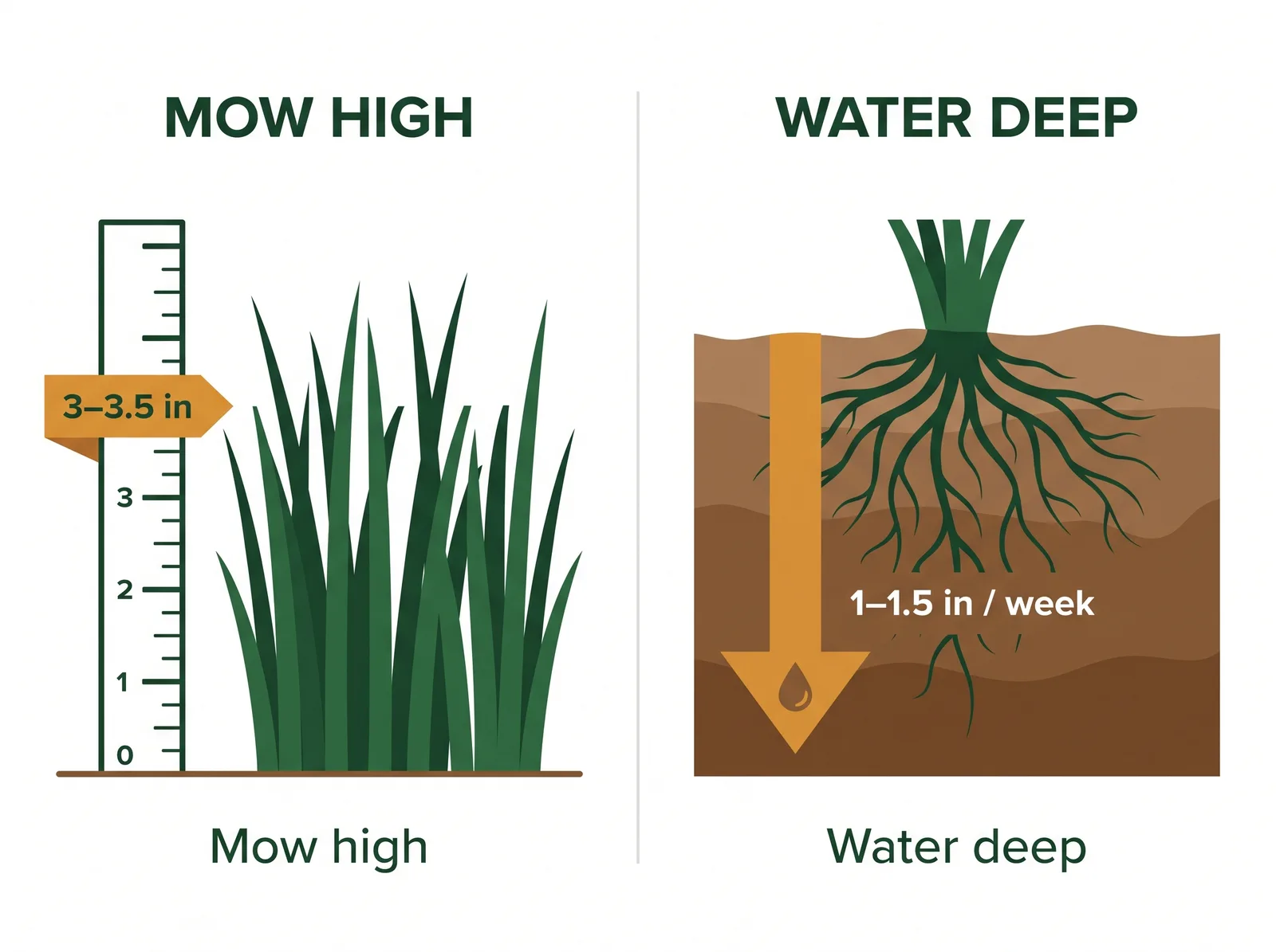 Quick-reference diagram showing correct cool-season lawn mowing height of 3 to 3.5 inches and deep infrequent watering of 1 to 1.5 inches per week