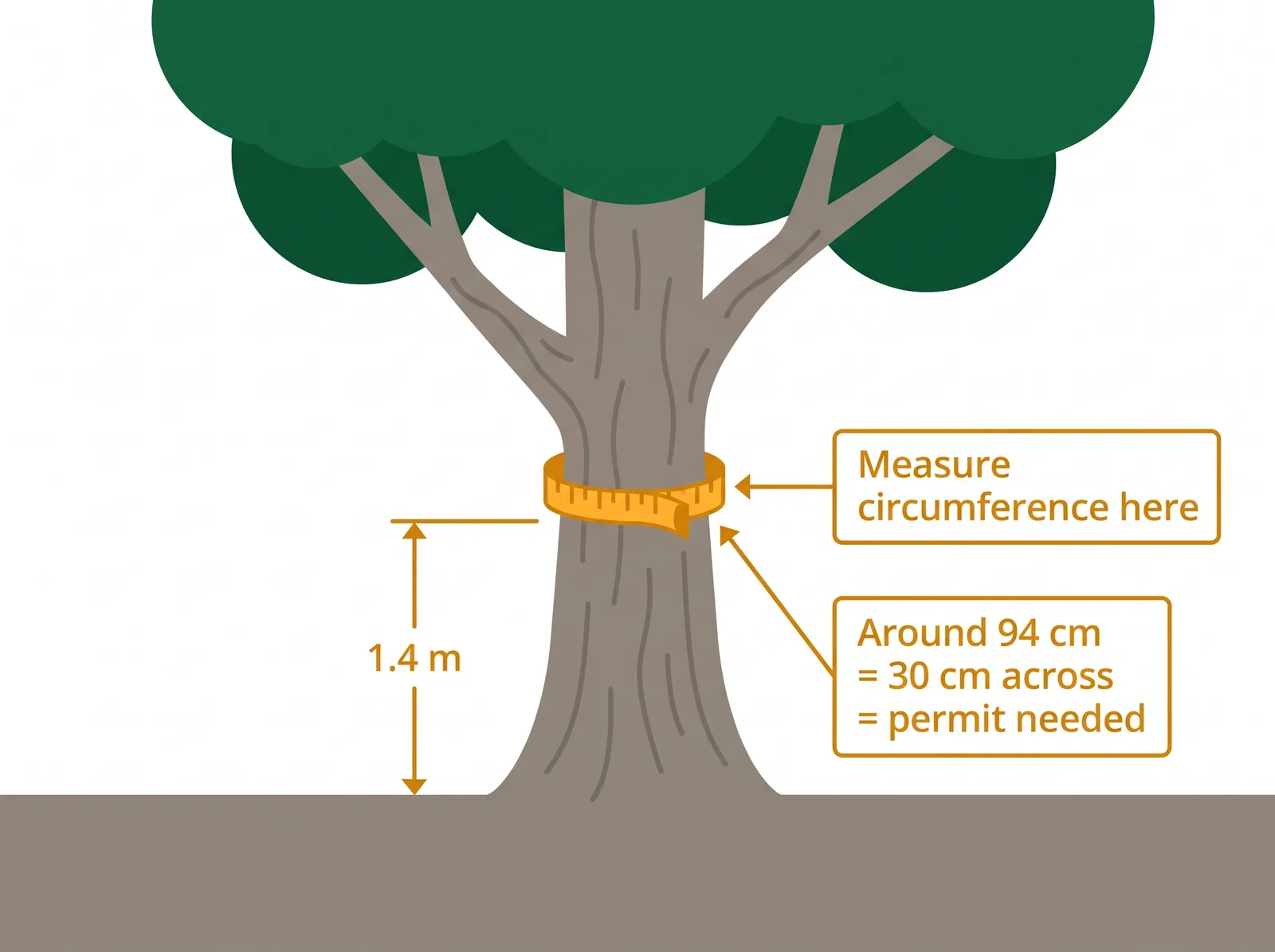Diagram showing how to measure tree diameter at breast height, 1.4 metres above ground, with a 94 cm circumference equalling the 30 cm permit threshold