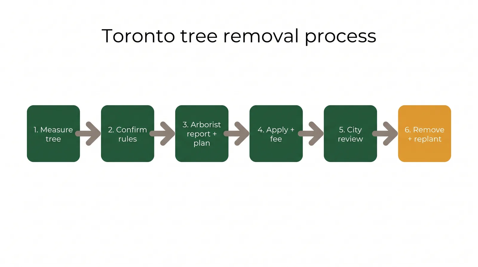 Flow diagram of the six-step Toronto tree removal process from measuring the tree to removal and replanting