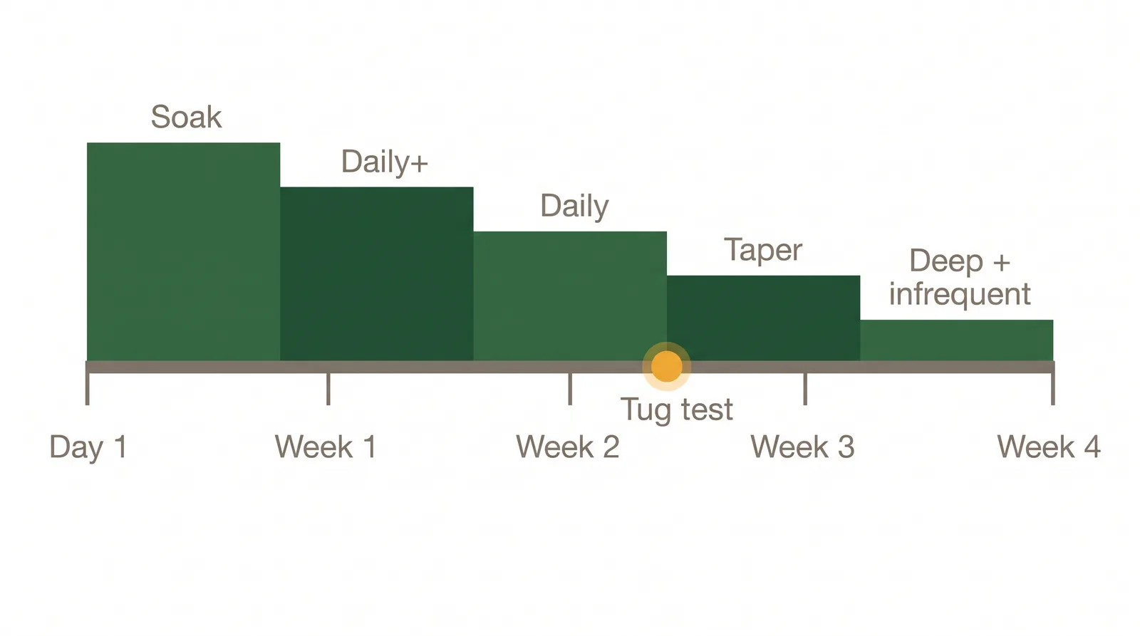 Timeline diagram of a new sod watering schedule from day one soak through daily watering weeks one and two, tug test at day 14, then tapering to deep infrequent watering by week four