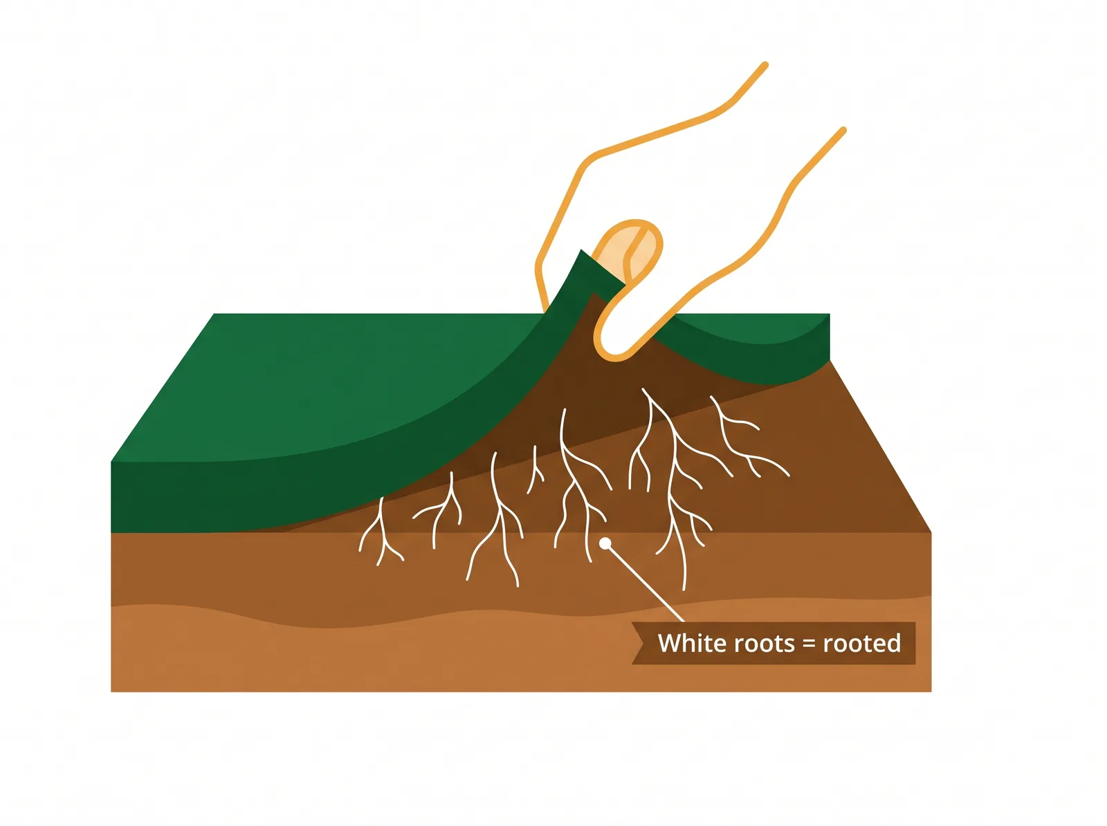 Diagram of the tug test on new sod showing a hand lifting a corner of sod to reveal white roots knitting into the soil below