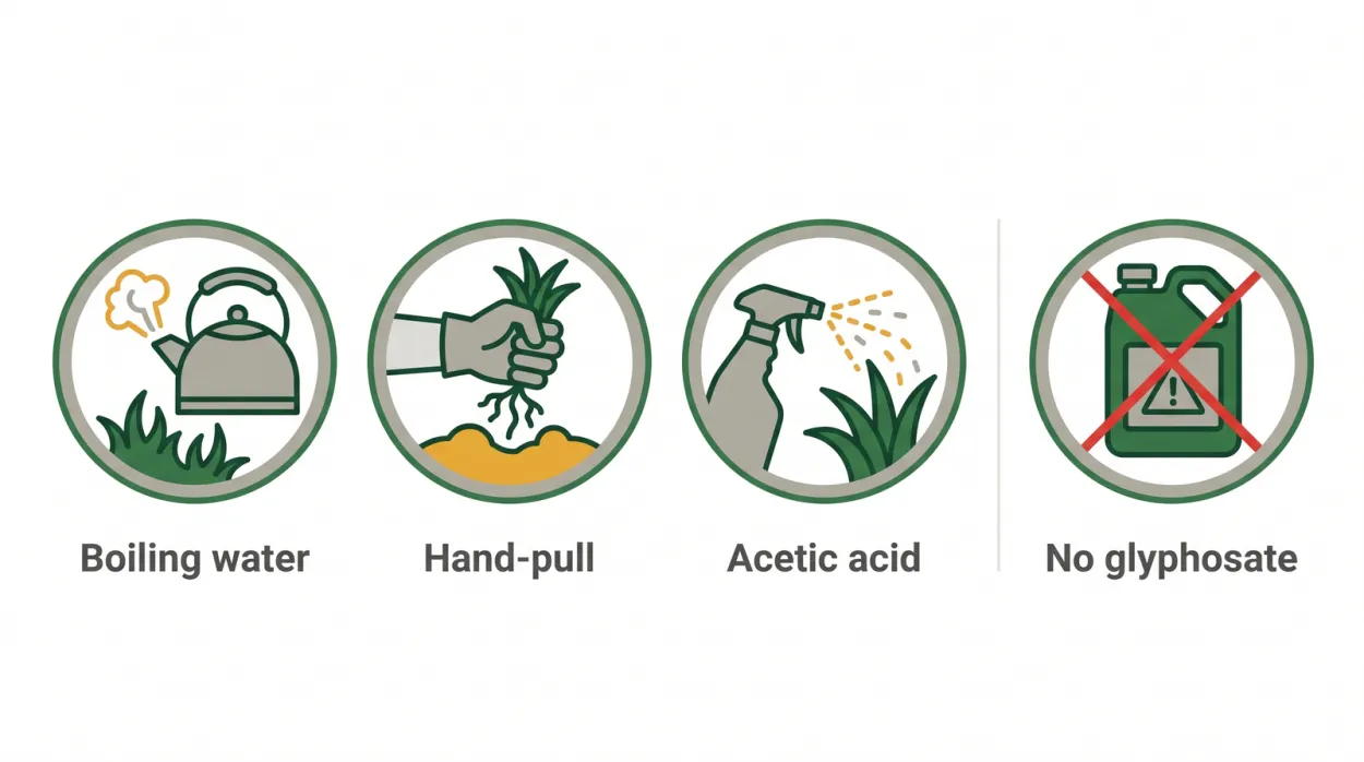 Diagram of Ontario-legal ways to remove weeds from paver joints: boiling water, hand-pulling, and allowed acetic acid products, with a crossed-out Roundup bottle