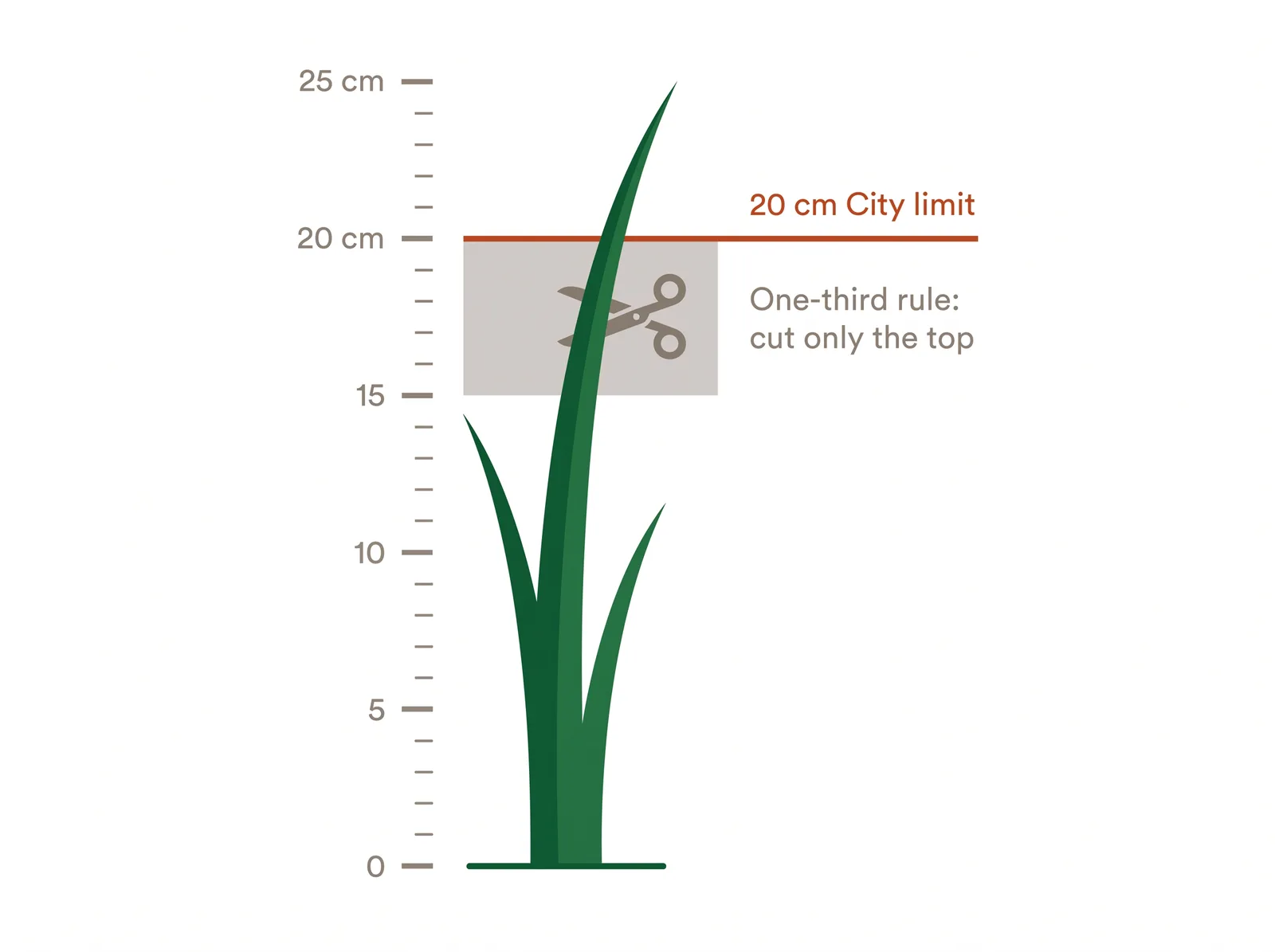 Diagram of a grass blade showing the healthy one-third cutting zone near the top and a red line marking Toronto's 20 cm legal height limit