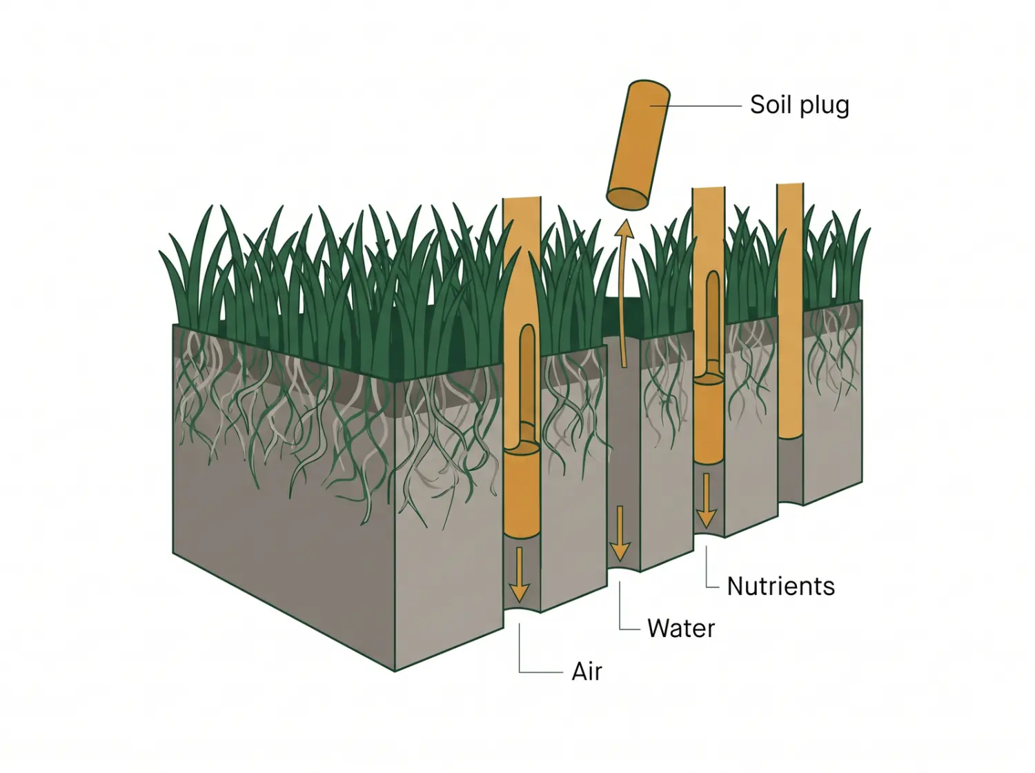 Cross-section diagram showing core aeration pulling soil plugs from compacted clay, opening channels for air water and nutrients to reach grass roots