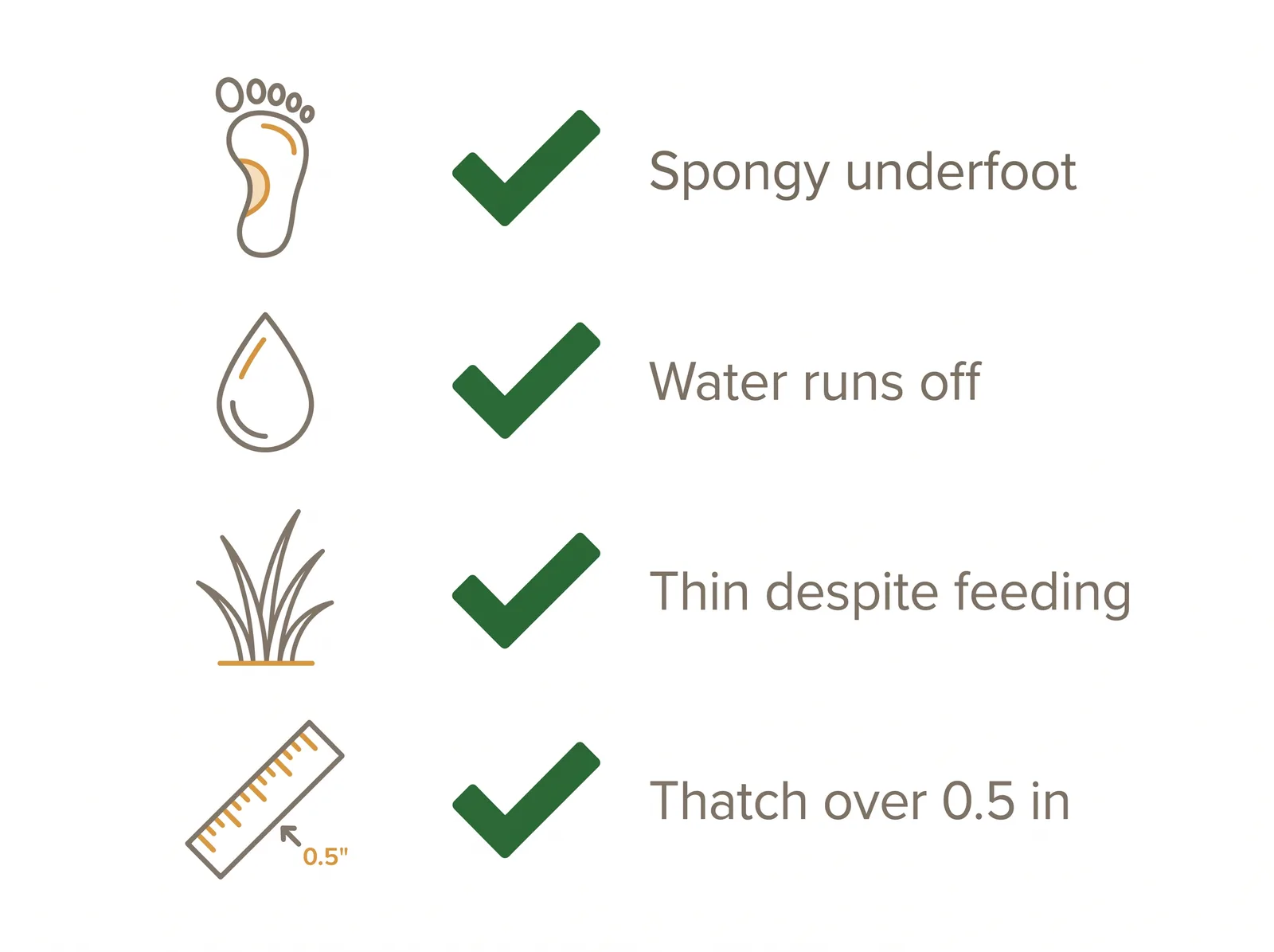 Checklist diagram of signs a Toronto lawn needs dethatching: spongy underfoot, water runs off, thin despite feeding, thatch over half an inch