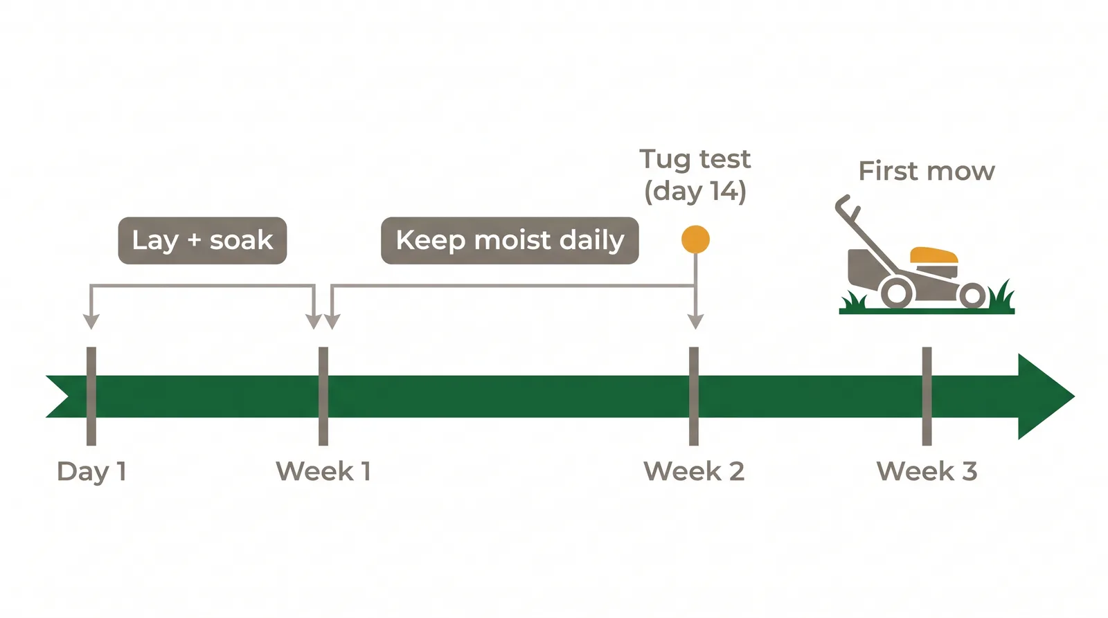Timeline diagram from sod installation through daily watering to rooting and the first mow at about week three