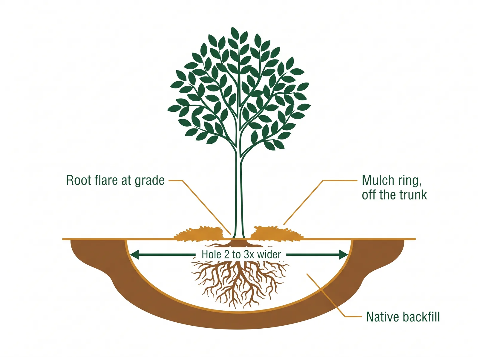 Cross-section diagram of correctly planting a tree showing the root flare at ground level, a hole two to three times wider than the root ball, and a doughnut-shaped mulch ring kept away from the trunk