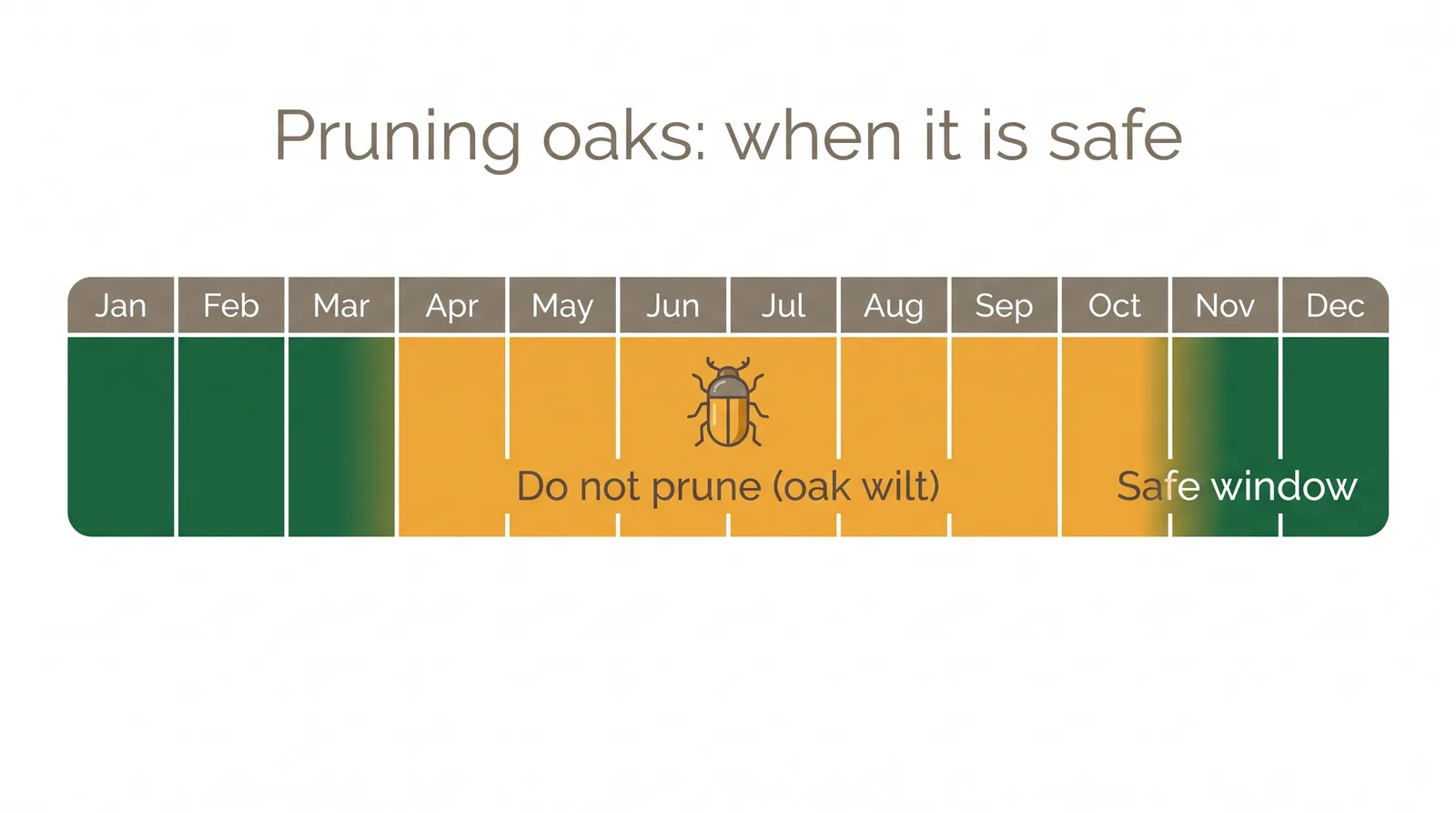 Calendar diagram of the oak pruning rule showing April to November shaded as do-not-prune and November to March as the safe window