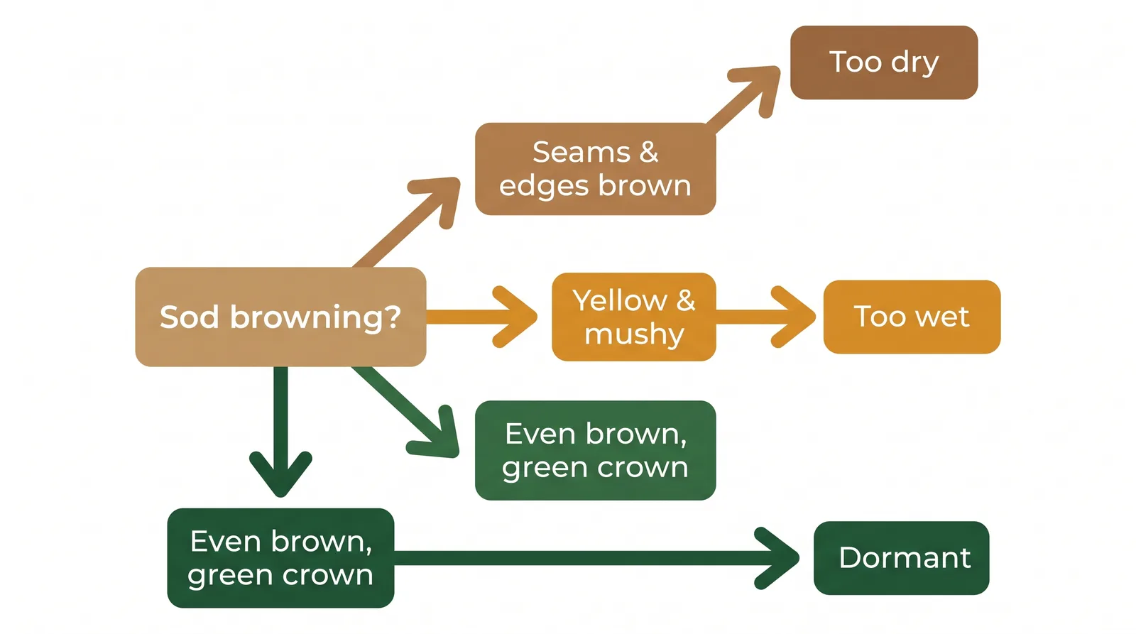 Diagnostic decision diagram for dying new sod matching symptoms to causes: browning at seams means under-watering, yellow and mushy means over-watering, uniform brown with green crown means dormancy
