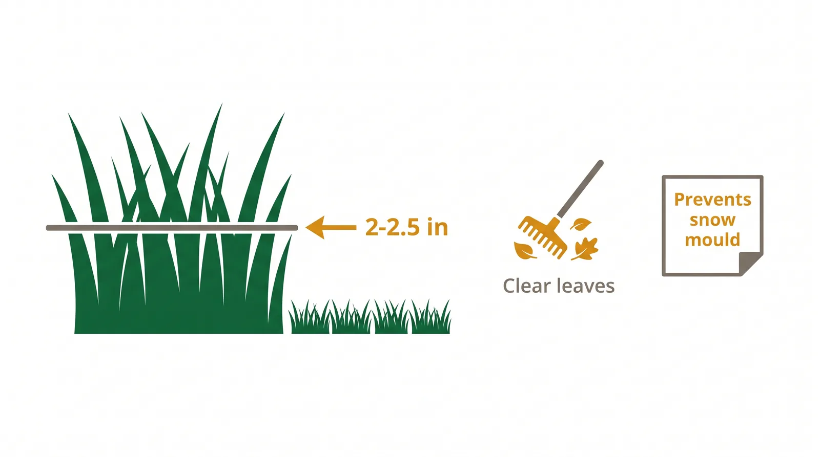 Diagram showing the final fall mow lowered to about 2 to 2.5 inches and leaves cleared to prevent snow mould and vole damage